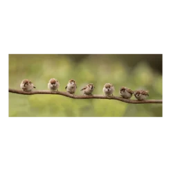 Tuinposter 7 Mussen Op Tak - 110x45cm