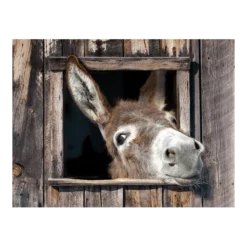 Tuinposter Ezel - 80x60cm